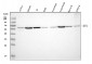 Anti-AKT1 Monoclonal Antibody
